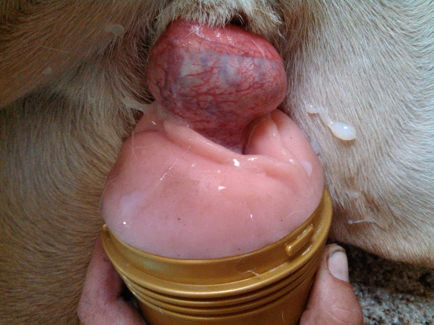 собачья сперма в женском влагалище фото 50