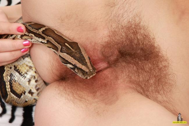 Snake head